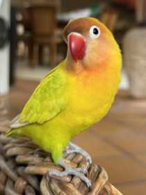 Lost Lovebird