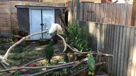 Lost Eclectus