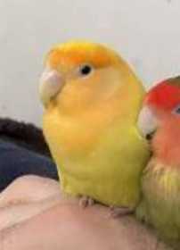 Lost Lovebird