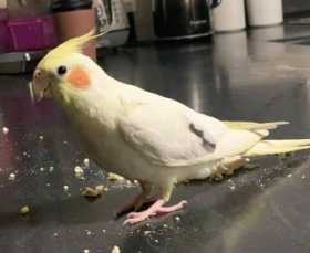 Lost Cockatiel