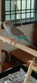 Lost Budgerigar