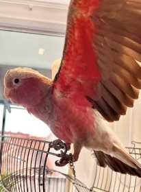 Lost Galah Cockatoo