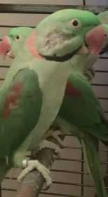 Lost Alexandrine