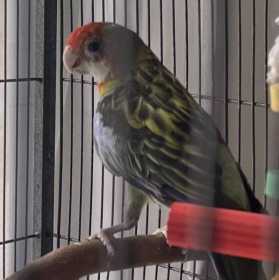 Lost Rosella