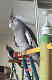Lost Cockatiel