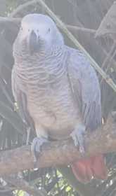 Lost African Grey