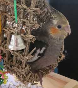 Lost Cockatiel