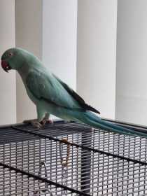 Lost Indian Ringneck Parakeet