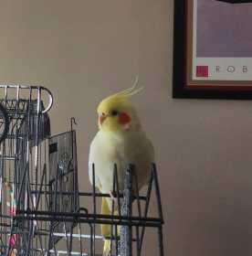 Lost Cockatiel