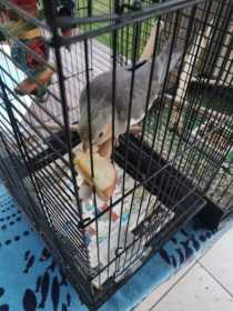 Lost Cockatiel