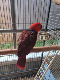 Lost Eclectus