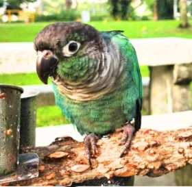 Lost Conure