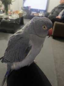 Lost Indian Ringneck Parakeet