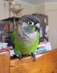Lost Conure