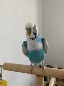 Lost Budgerigar