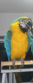 Lost Macaw