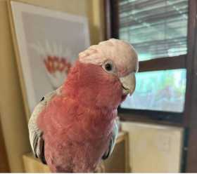 Lost Galah Cockatoo