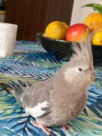 Lost Cockatiel