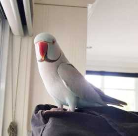 Lost Indian Ringneck Parakeet