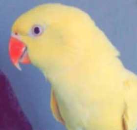 Lost Indian Ringneck Parakeet