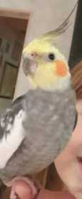 Lost Cockatiel
