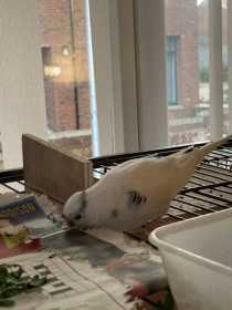 Lost Budgerigar