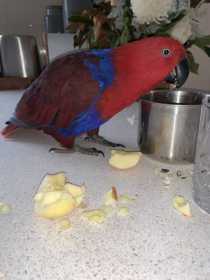 Lost Eclectus