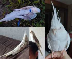 Lost Cockatiel