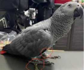 Lost African Grey