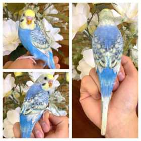 Lost Budgerigar