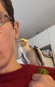 Lost Cockatiel