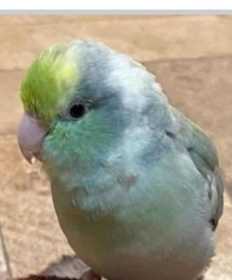 Lost Parrotlet