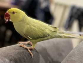 Lost Indian Ringneck Parakeet