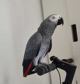 Lost African Grey