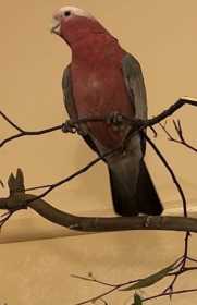 Lost Galah Cockatoo