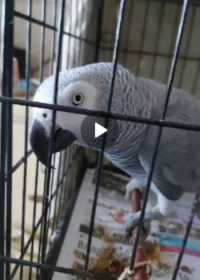 Lost African Grey