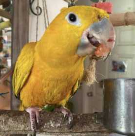 Lost Conure
