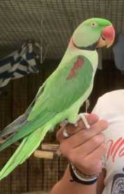Lost Alexandrine
