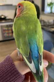 Lost Lovebird