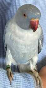 Lost Indian Ringneck Parakeet