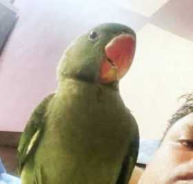 Lost Parrotlet