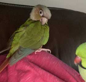 Lost Conure