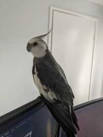 Lost Cockatiel