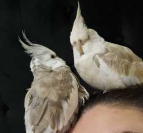 Lost Cockatiel