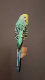 Lost Budgerigar