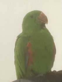 Lost Eclectus