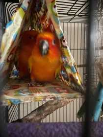 Lost Conure