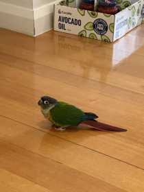 Lost Conure