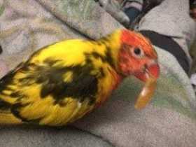 Lost Lory / Lorikeet