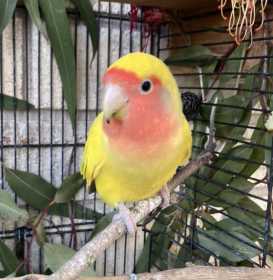 Lost Lovebird